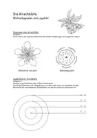 Vorschau - Arbeitsblätter - Die Kirschblüte---Diagramm und Legebild - Seite 1