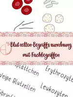 Vorschau - Arbeitsblätter - Blutzellen Begriffszuordnung mit Fachbegriffen - Deckblatt