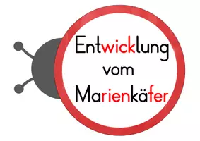 Vorschau - Präsentationen/Tafelbilder - Marienkäfer - Lebenszyklus (Tafelmaterial) - Seite 1