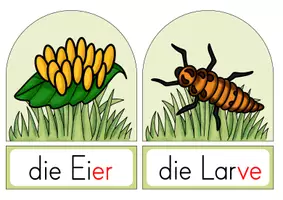 Vorschau - Präsentationen/Tafelbilder - Marienkäfer - Lebenszyklus (Tafelmaterial) - Seite 2