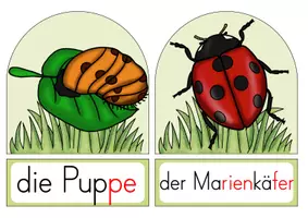 Vorschau - Präsentationen/Tafelbilder - Marienkäfer - Lebenszyklus (Tafelmaterial) - Seite 3