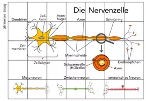 Vorschau - Spiele - Nervenzelle – Puzzle - Seite 2