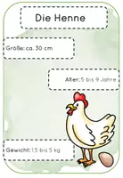 Vorschau - Arbeitsblätter - Info Kartei Familie Huhn 3 fach differenziert - Seite 2