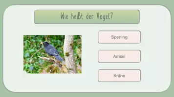 Vorschau - Spiele - Heimische Vögel bestimmen (interaktive PDF) - Seite 2