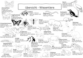 Vorschau - Arbeitsblätter - Tiere der Wiese - Informationsblatt/ Übersichtsblatt - Seite 2