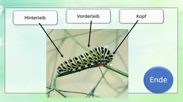 Vorschau - Videos - Aufbau der Raupe interaktiv und Video - Seite 2