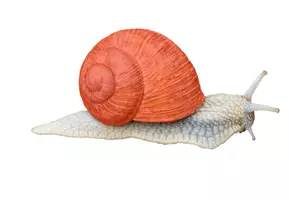 Vorschau - Fördermaterial/Inklusion - Schnecke Körper Bildkarten Wortkarten - Seite 1