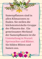 Vorschau - Arbeitsblätter - Samenpflanzen - Überblick, Quiz zum Einstieg, der Erarbeitung, Vertiefung, Klassenarbeitsvorbereitung - Seite 2
