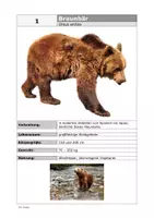 Vorschau - Arbeitsblätter - Die Bären dieser Welt: Steckbrief 1 Braunbär - Seite 2
