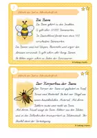 Vorschau - Aufgabenkarten - Abschreibkartei zum Üben der Schreibschrift- Die Biene (LA) - Seite 2