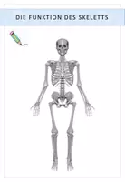 Vorschau - Stundenentwürfe - Biologie: Der Mensch - Materialpaket - Seite 3