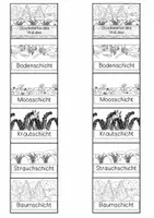 Vorschau - Anderer Materialtyp - Leporello - Stockwerke des Waldes - Seite 3