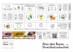 Vorschau - Mal- und Bastelvorlagen - Alles über Bienen - Leporello in der Streichholzschachtel - Seite 2