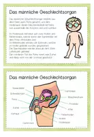 Vorschau - Präsentationen/Tafelbilder - Sexualkunde Infokarten - Seite 2