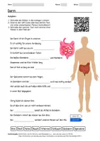 Vorschau - Arbeitsblätter - Arbeitsblatt zum Thema "Darm" + Onlineübung & MP3 + Mindmap + Infografiken - Deckblatt
