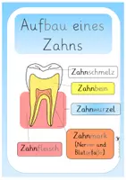 Vorschau - Arbeitsblätter - Unsere Zähne - Seite 1