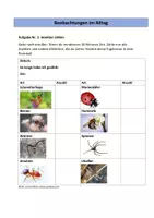 Vorschau - Arbeitsblätter - Insekten beobachten - Seite 1