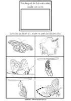 Vorschau - Unterrichtsreihen - Lebenszyklus Schmetterling | Leporello ab Klasse 1 - Seite 3