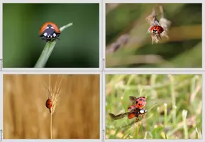 Vorschau - Bildkarten - Marienkäfer Fotokartei - Seite 2