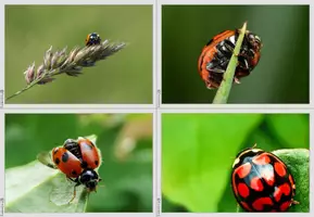 Vorschau - Bildkarten - Marienkäfer Fotokartei - Seite 3