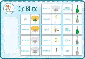 Vorschau - Spiele - Aufbau der Blüte – digitales Zuordnungsspiel für Computer & iPad - Seite 2