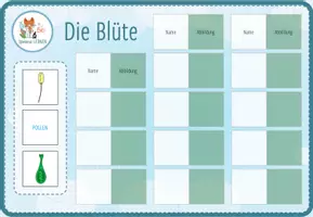 Vorschau - Spiele - Aufbau der Blüte – digitales Zuordnungsspiel für Computer & iPad - Seite 1