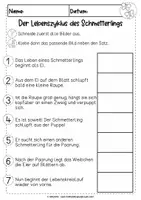 Vorschau - Unterrichtsreihen - Lebenszyklus Schmetterling | differenziertes Arbeitsblatt - Seite 2