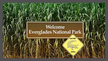 Vorschau - Präsentationen/Tafelbilder - The Everglades (USA/Florida) Fotoshow/Bildkarten + useful vocabulary (PPTX/PPSX/PDF) - Seite 1