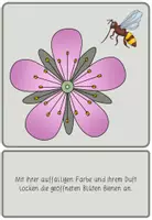 Vorschau - Poster - VON DER BLÜTE ZUR FRUCHT - Bildkarten / Tafelkarten - Seite 2