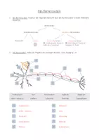 Vorschau - Arbeitsblätter - Das Nervensystem - Arbeitsblatt (inkl. Lösung) - Seite 3