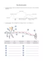 Vorschau - Arbeitsblätter - Das Nervensystem - Arbeitsblatt (inkl. Lösung) - Deckblatt