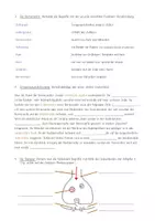 Vorschau - Arbeitsblätter - Das Nervensystem - Arbeitsblatt (inkl. Lösung) - Seite 1