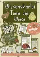 Vorschau - Stundenentwürfe - Die Wiese - XXL Materialpaket: Wiesentiere, Wiesenpflanzen bestimmen, Herbarium... - Seite 1