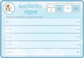 Vorschau - Spiele - Geschlechtsorgane - digitales Domino Spiel für Computer & iPad - Seite 1