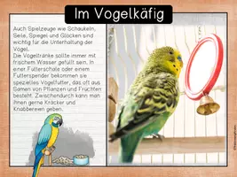Vorschau - Unterrichtsreihen - Haustiere - Vögel (Wellensittiche) - Seite 2