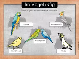 Vorschau - Unterrichtsreihen - Haustiere - Vögel (Wellensittiche) - Seite 3