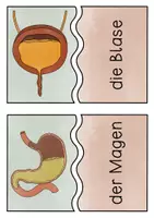 Vorschau - Stationenlernen - Unsere Organe Puzzle - Zuordnungskarten in zwei Versionen - Seite 3