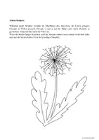 Vorschau - Mal- und Bastelvorlagen - Malgeschichte / rhythmisches Zeichnen „PUSTEBLUME“ (Übersicht im Hochformat, inkl. VIDEO) - Seite 2