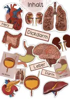 Vorschau - Poster - Tafelmaterial Organe - Bildkarten & Textkarten zu Körper & Organen - Seite 1