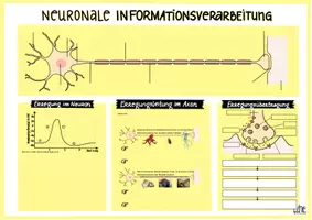 Vorschau - Arbeitsblätter - Differenzierte Lernkarte Neurobiologie - Seite 3