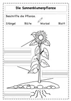 Vorschau - Arbeitsblätter - Lebenskreis der Sonnenblume - Arbeitsblatt - Seite 2