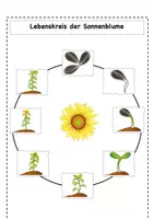 Vorschau - Arbeitsblätter - Lebenskreis der Sonnenblume - Arbeitsblatt - Seite 3