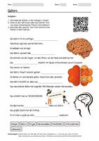 Vorschau - Arbeitsblätter - Arbeitsblatt zum Thema "Gehirn" + Onlineübung & MP3 + Mindmap + Infografik - Deckblatt