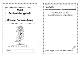Vorschau - Arbeitsblätter - Sonnenblume - Beobachtungsheft - Seite 2