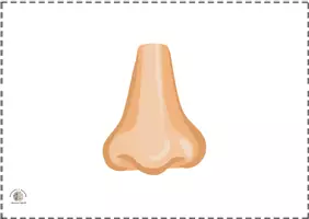 Vista previa - Tarjetas / Manipulativos - Bits de inteligencia: Partes del cuerpo (Sin nombre) - página 2