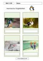 Vorschau - Arbeitsblätter - Heimische Vogelarten MEGA-Paket Frühling/Vögel/Memo 100 Bilder, 34 Arbeitsblätter - Seite 1
