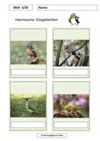 Vorschau - Arbeitsblätter - Heimische Vogelarten MEGA-Paket Frühling/Vögel/Memo 100 Bilder, 34 Arbeitsblätter - Seite 3