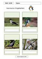 Vorschau - Arbeitsblätter - Heimische Vogelarten MEGA-Paket Frühling/Vögel/Memo 100 Bilder, 34 Arbeitsblätter - Deckblatt