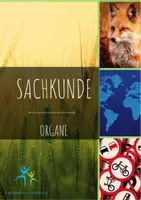 Vorschau - Arbeitsblätter - Die menschlichen Organe Grafik Aufgaben Lösungen - Deckblatt