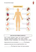 Vorschau - Arbeitsblätter - Die menschlichen Organe Grafik Aufgaben Lösungen - Seite 2